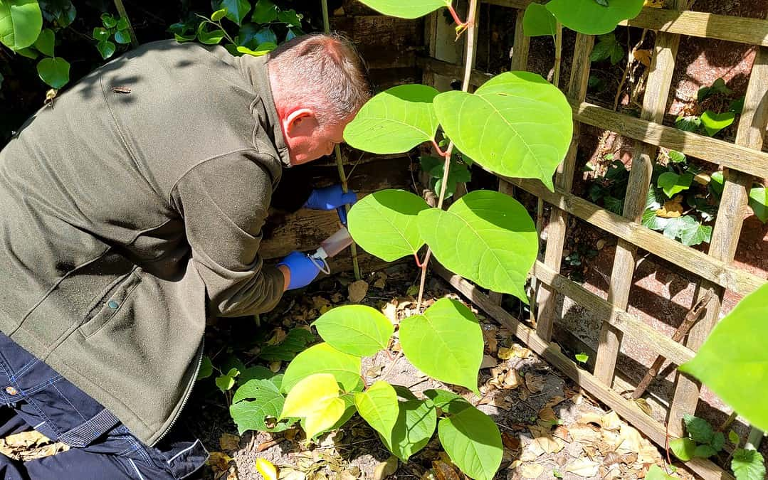 How Japanese Knotweed Removal Can Safeguard Your Garden Investment