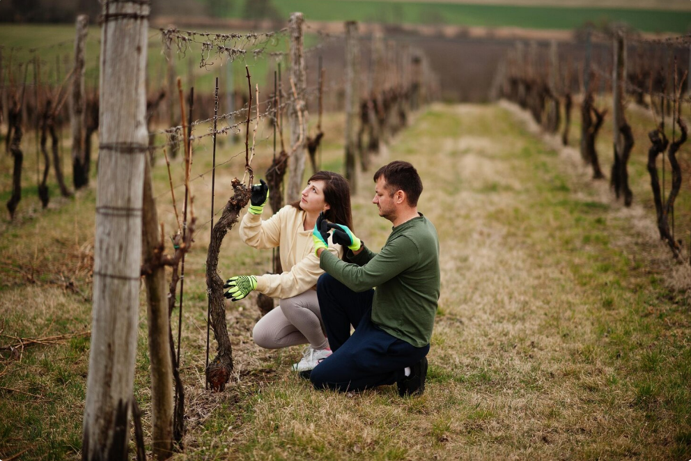 Discover the Bold Wines of Levo Vineyard