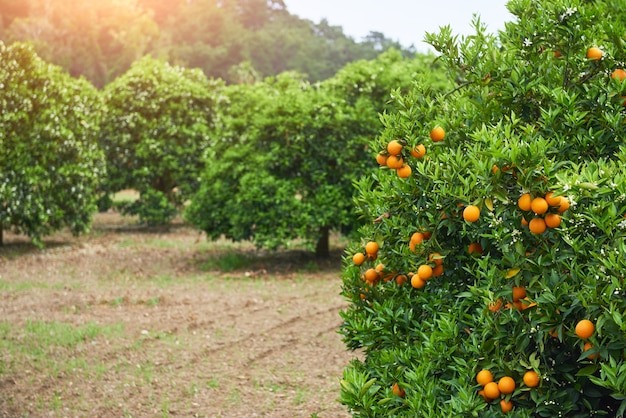 Top Fruit Trees to Include in Your Home Orchard
